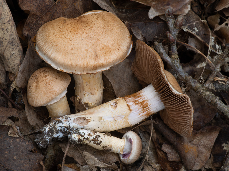 Cortinarius pseudovulpinus